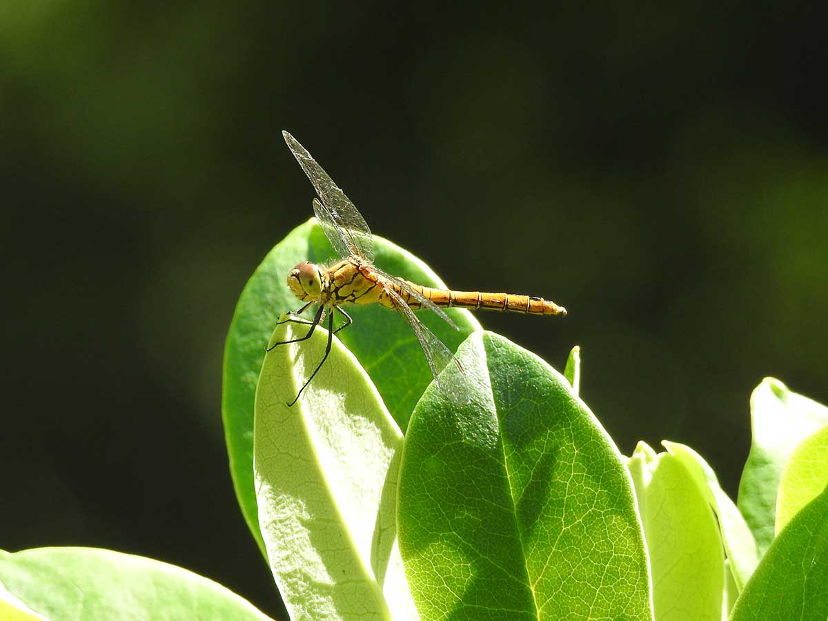 Sympetrum_sanguineum